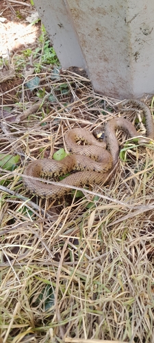 Barred Grass Snake