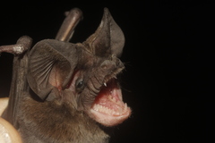 Nyctinomops laticaudatus