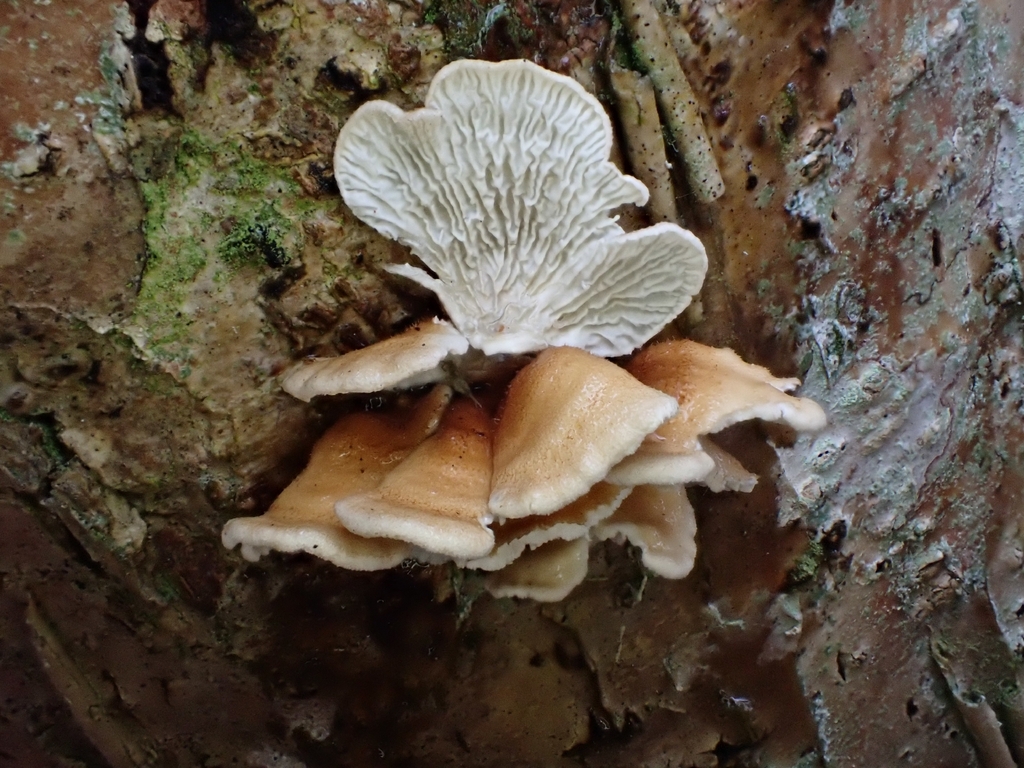 Plicatura crispa · March 2026 · photo: © niob (iNaturalist, cc-by-nc)