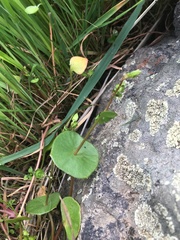 Claytonia perfoliata