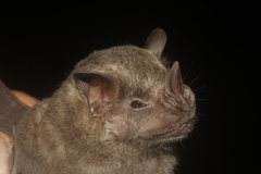 Jamaican Fruit-Eating Bat photo 4