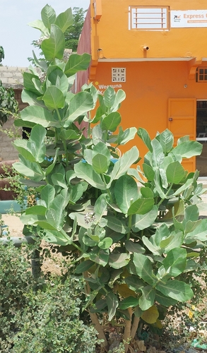giant milkweed
