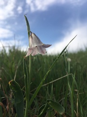 Fritillaria striata