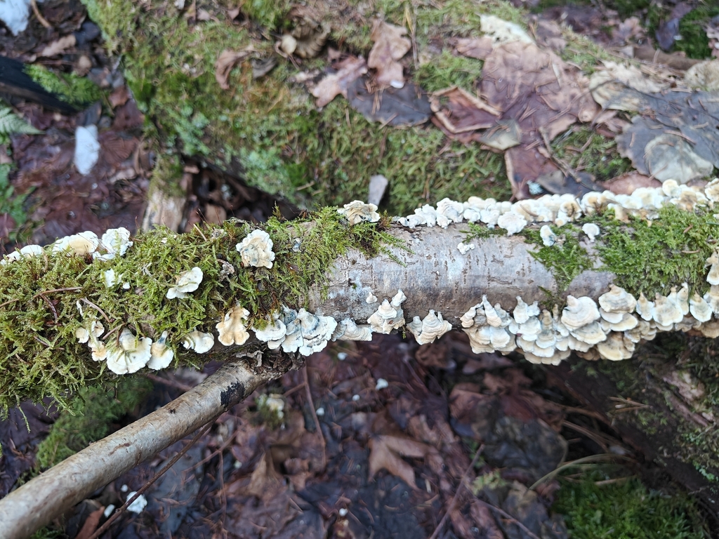 Plicatura crispa · March 2026 · photo: © johan8153 (iNaturalist, cc-by)