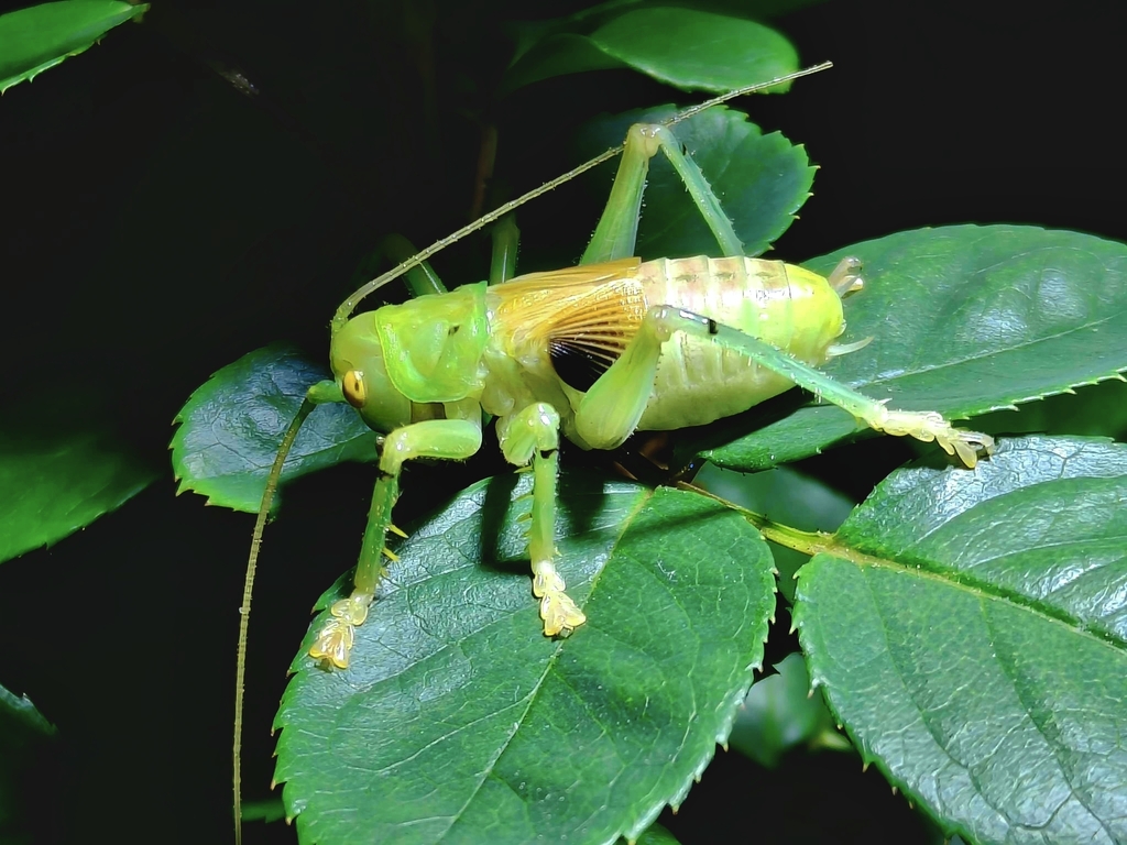Magnigryllacris tiga