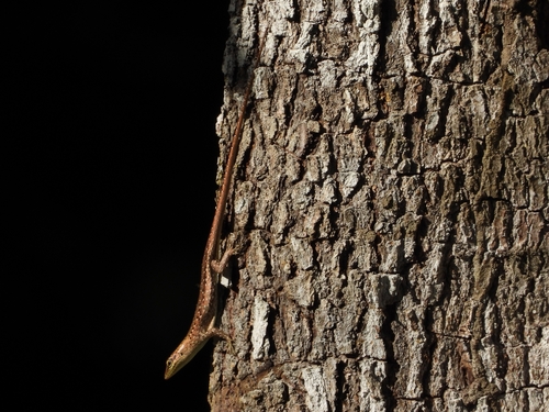 Lamprolepis smaragdina