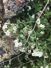 Pholistoma membranaceum