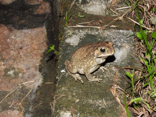 Duttaphrynus melanostictus