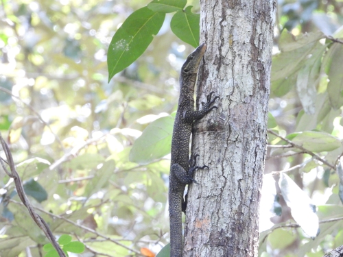 Varanus indicus
