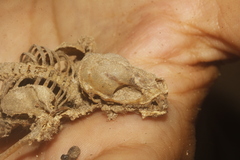 Nyctinomops laticaudatus