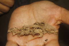 Nyctinomops laticaudatus