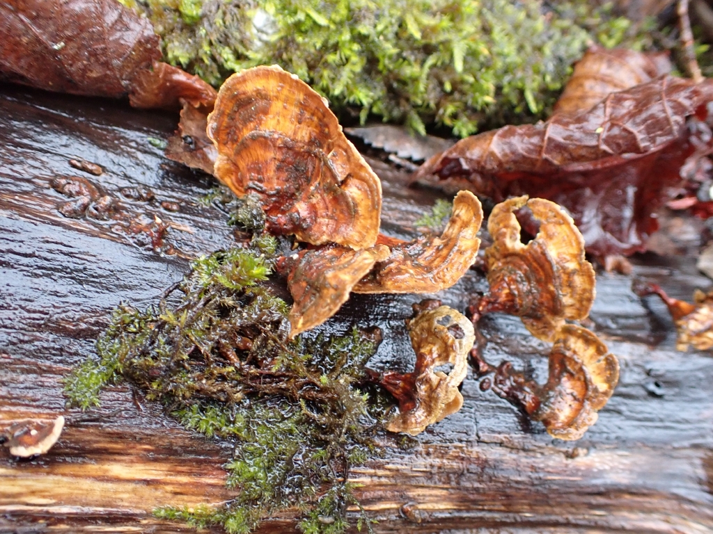 Stereum hirsutum · March 2026 · photo: © johan8153 (iNaturalist, cc-by)