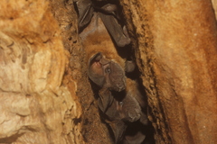 Nyctinomops laticaudatus