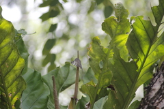 Anthurium schlechtendalii