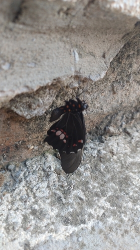 Ruby-spotted Swallowtail
