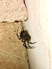 Latrodectus hesperus