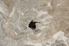 Eptesicus furinalis