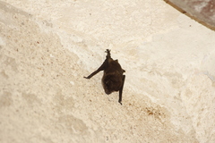 Eptesicus furinalis gaumeri
