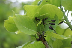 Pisonia grandis