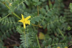 Tribulus cistoides