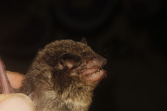 Eptesicus furinalis gaumeri