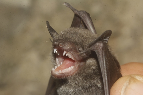 Argentine Brown Bat