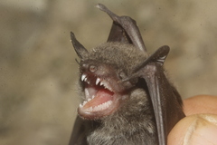 Eptesicus furinalis gaumeri
