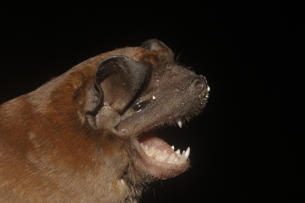 Alvarez's Free-Tailed Bat