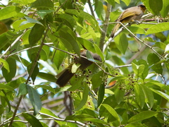 Pycnonotus finlaysoni