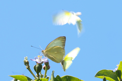 Ascia monuste eubotea