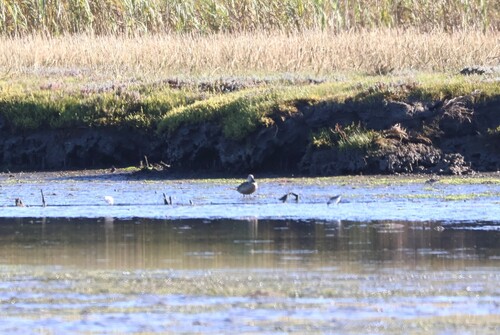 iNaturalist: (c) jandutoit, some rights reserved (CC BY-NC) iNaturalist image