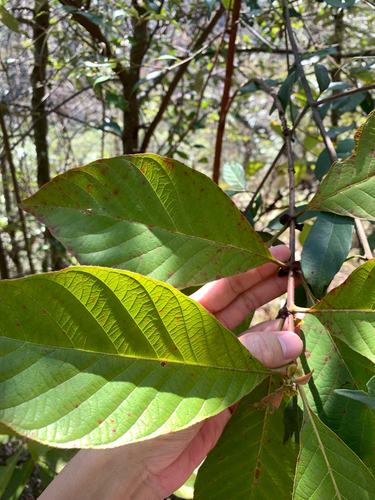 Wendlandia uvariifolia, photograph 5