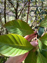 Wendlandia uvariifolia, photograph (c) 呂一起(Lyu yi-chi), some rights reserved (CC BY)