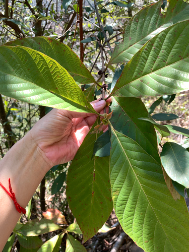 Wendlandia uvariifolia, photograph 4