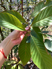 Wendlandia uvariifolia, photograph (c) 呂一起(Lyu yi-chi), some rights reserved (CC BY)