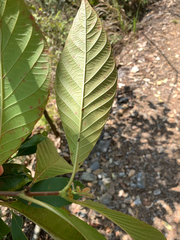 Wendlandia uvariifolia, photograph (c) 呂一起(Lyu yi-chi), some rights reserved (CC BY)