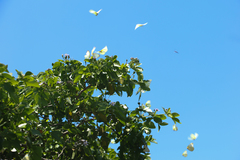 Ascia monuste eubotea