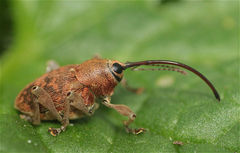 Curculio glandium