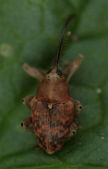 Curculio glandium