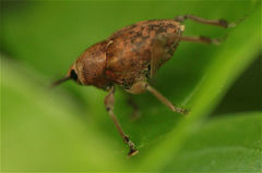 Curculio glandium