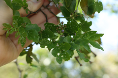 Ascia monuste eubotea