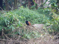 Centropus bengalensis