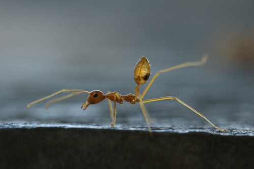 Oecophylla smaragdina