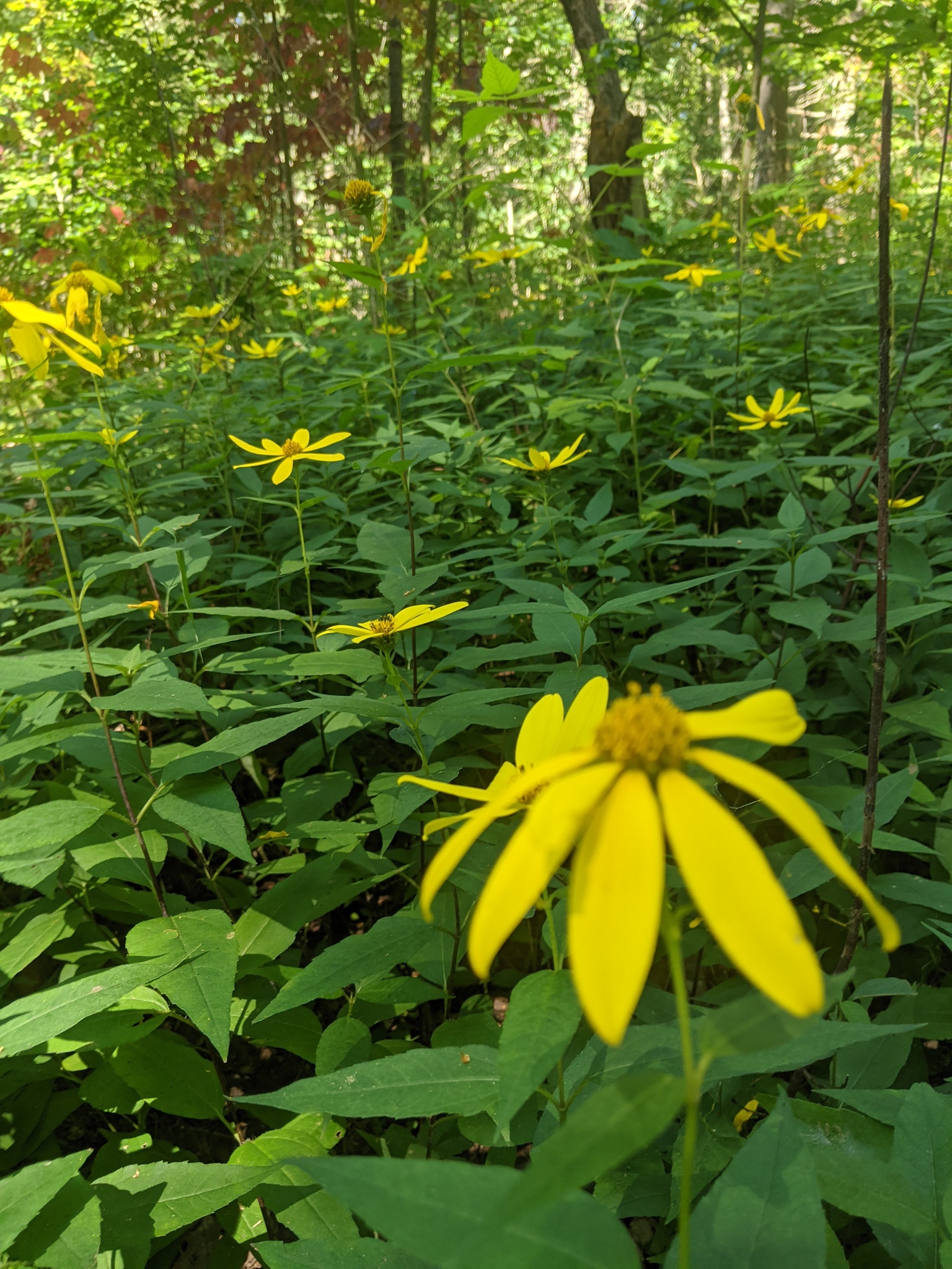 Woodland Sunflower (Helianthus divaricatus)