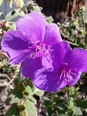 Tibouchina