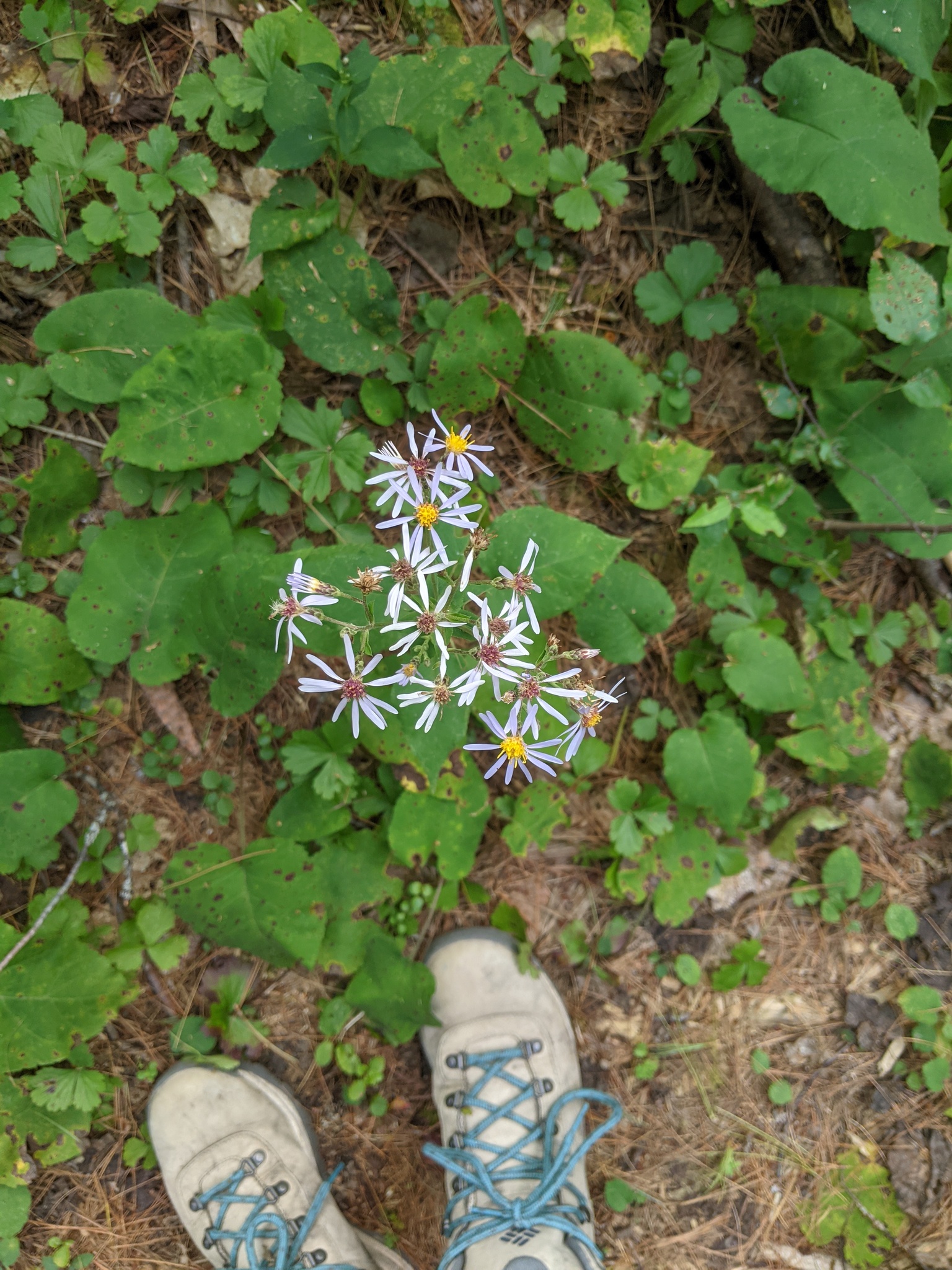 Bigleaf Aster (Eurybia macrophylla)