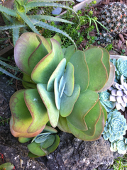 Kalanchoe luciae