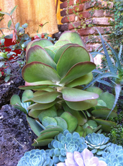Kalanchoe luciae