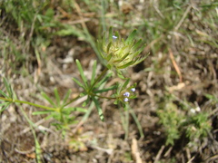 Asperula arvensis