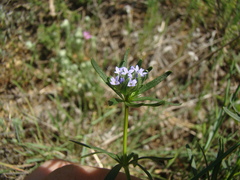 Asperula arvensis